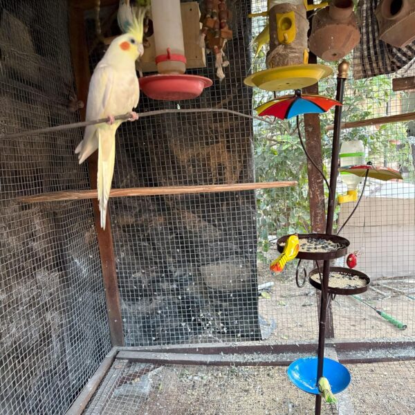 Outdoor Bird Feeder with Water Bowl & Two Seed Trays, - Image 9